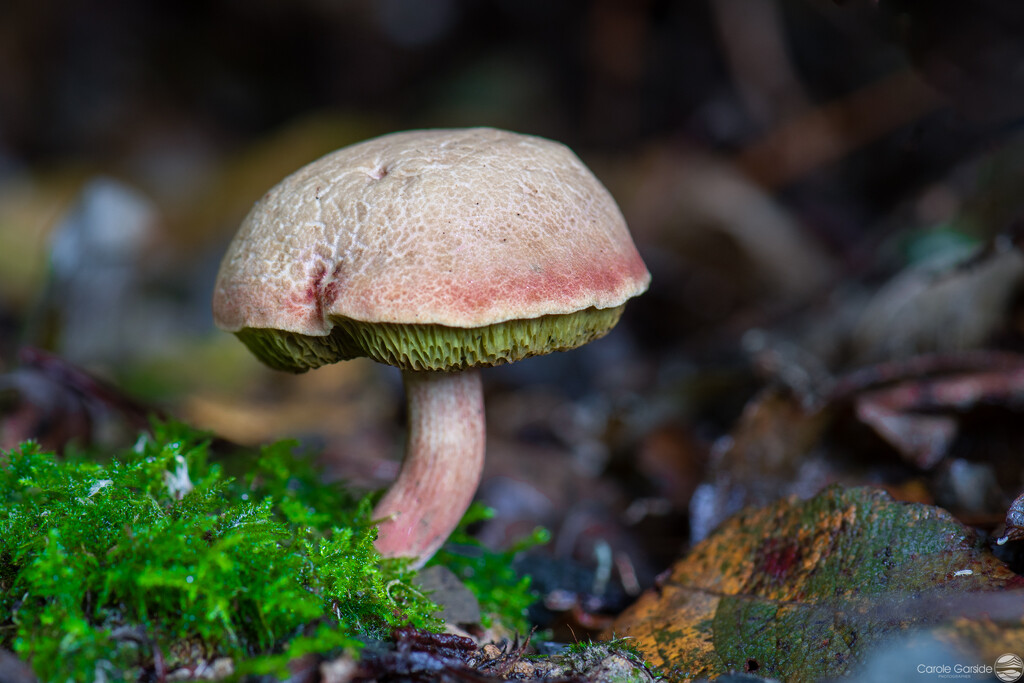 Bolete Xerocomus fungi by yorkshirekiwi