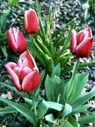 12th Apr 2022 - Spring Tulips