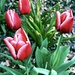 Spring Tulips by 365canupp