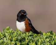 12th Apr 2022 - Spotted Towhee