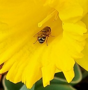12th Apr 2022 - Bee at Work