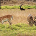 Fallow Deer grazing by ludwigsdiana