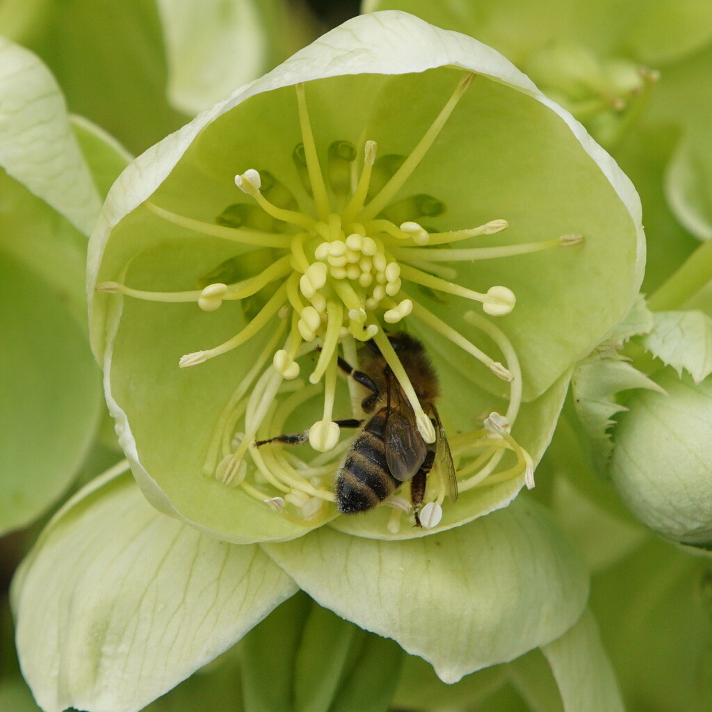an early bee by quietpurplehaze