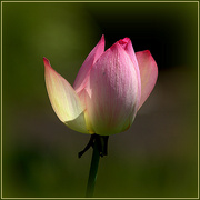 13th Apr 2022 - Lotus flower