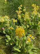11th Apr 2022 - Cowslips in the Grass
