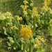 Cowslips in the Grass by 365projectmaxine