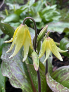 12th Apr 2022 - Dog Tooth Violet