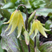 Dog Tooth Violet by 365projectmaxine