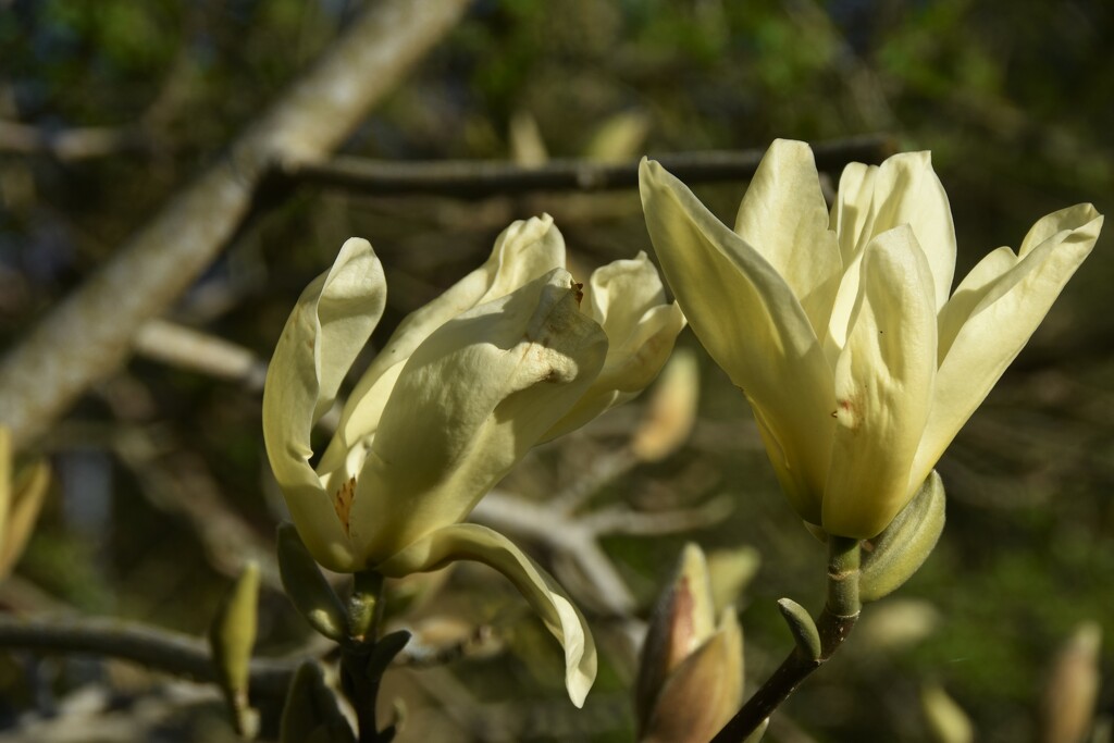 Finally in full bloom by 365anne