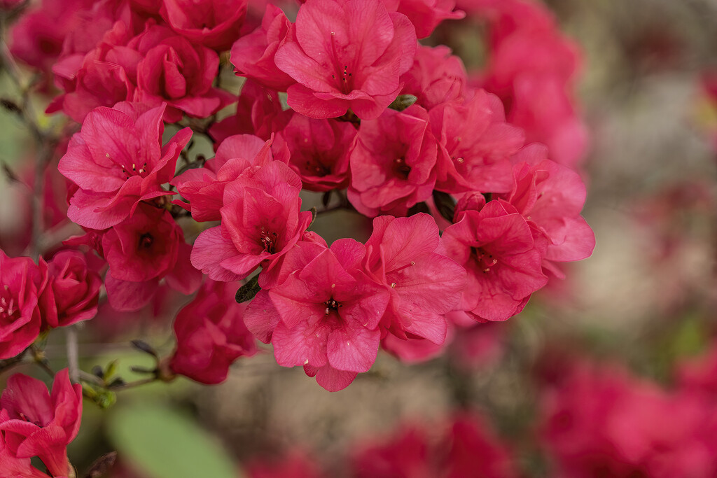 Azalea Blooms 1 by k9photo