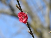 31st Mar 2022 - Peach Blossom 