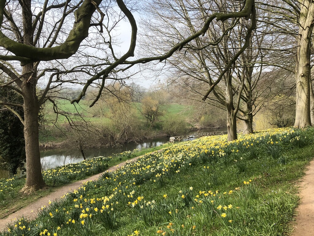 Daffodils at the Weir Garden by susiemc
