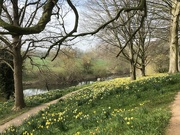 6th Apr 2022 - Daffodils at the Weir Garden
