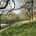 Daffodils at the Weir Garden by susiemc