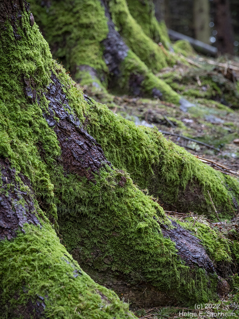 Mossy pine trunks by helstor365