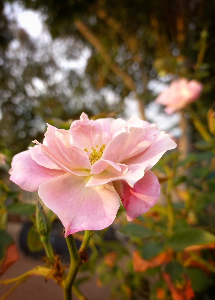 Pink Rose  by salza