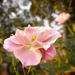 Pink Rose  by salza