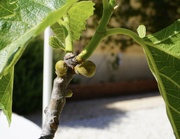 13th Apr 2022 - Happy Fig tree 