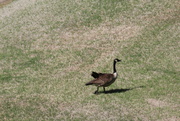 7th Apr 2022 - April 7 The Canadian Goose with the broken wing continues to thrive. IMG_6023