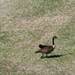 April 7 The Canadian Goose with the broken wing continues to thrive. IMG_6023 by georgegailmcdowellcom