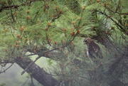 13th Apr 2022 - April 13, Red-tailed Hawk behind deck. IMG_6059A