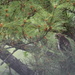 April 13, Red-tailed Hawk behind deck. IMG_6059A by georgegailmcdowellcom