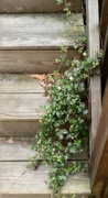 14th Apr 2022 - Dewberry vines on the back deck steps...