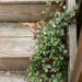 Dewberry vines on the back deck steps... by marlboromaam