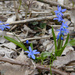 Siberian squill by rminer