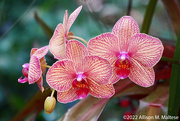 13th Apr 2022 - Orchids 1