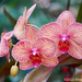 Orchids 1 by falcon11