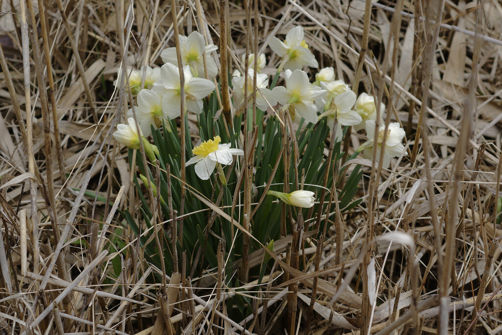daffodils by rminer