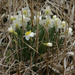 daffodils by rminer