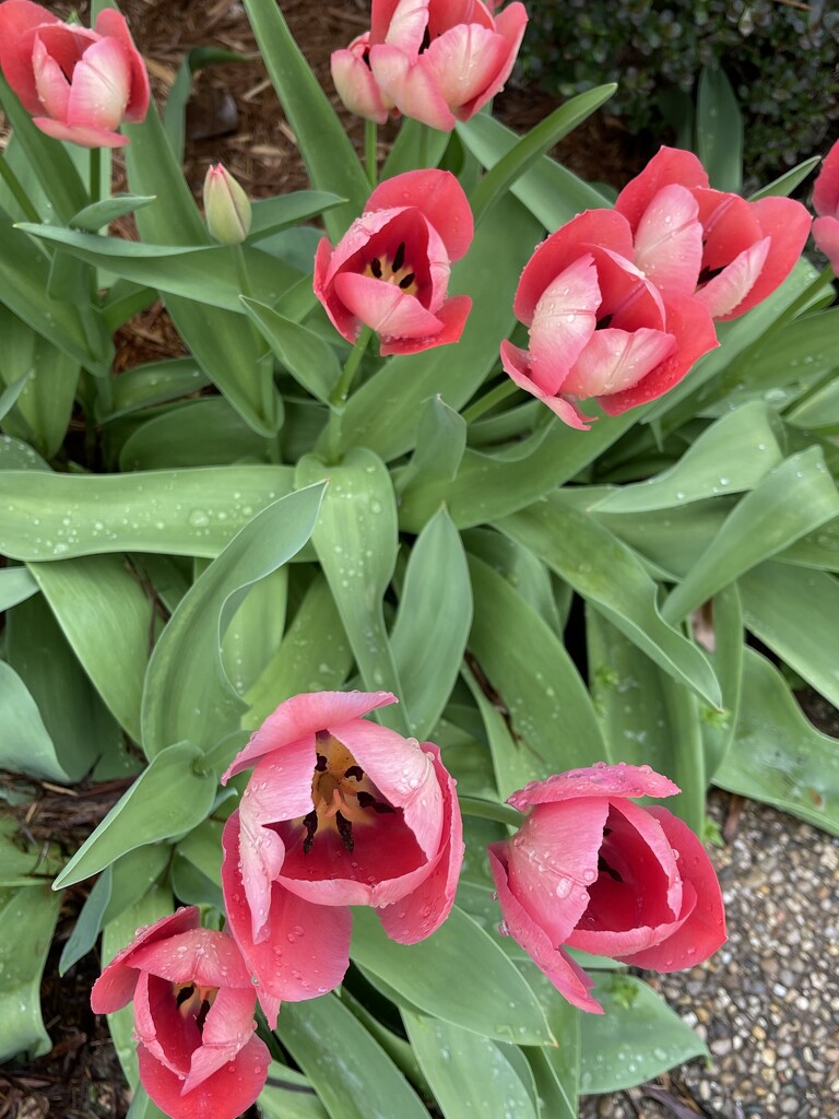 The Amazing Tulip by essiesue