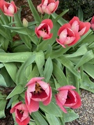 13th Apr 2022 - The Amazing Tulip