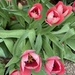 The Amazing Tulip by essiesue