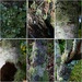 Beautiful Lichen ~  by happysnaps