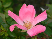 13th Apr 2022 - Pink Flower