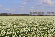 13th Apr 2022 - White clouds, white tulips.
