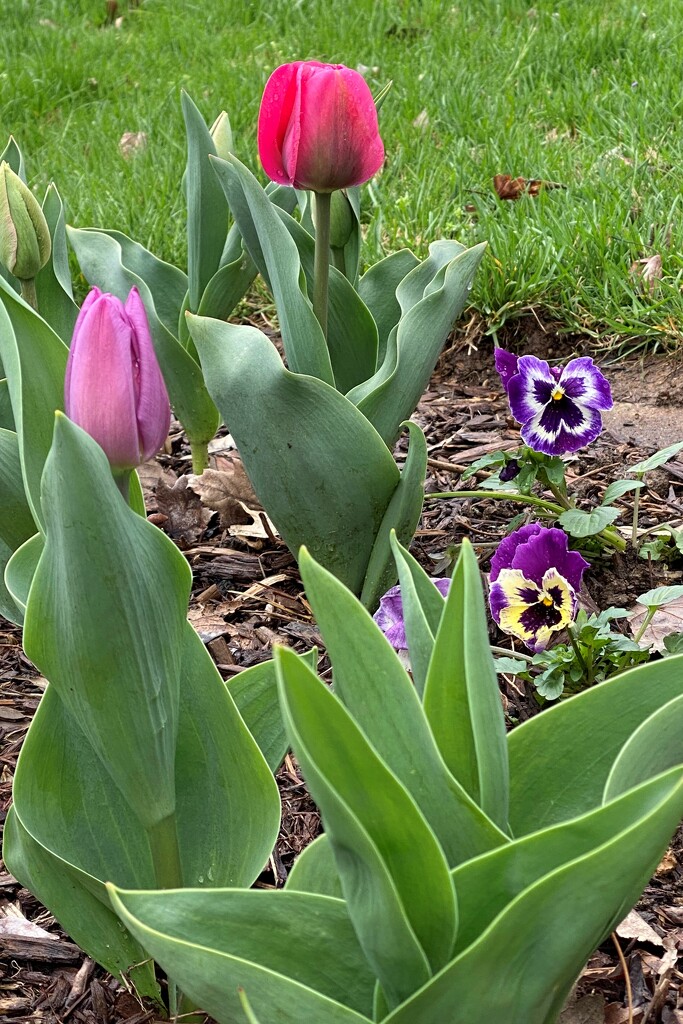 Tulips and pansies by tunia