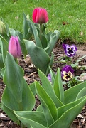 13th Apr 2022 - Tulips and pansies