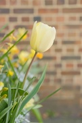 14th Apr 2022 - Yellow tulip