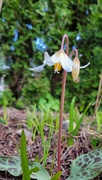 13th Apr 2022 - Fawn Lily