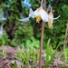 Fawn Lily by kimmer50
