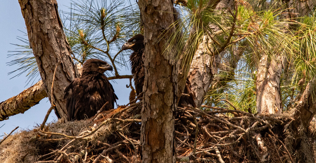 The Baby Bald Eagles! by rickster549