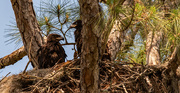 13th Apr 2022 - The Baby Bald Eagles!