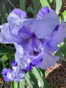 13th Apr 2022 - Iris are blooming