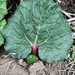 Rhubarb by sandlily