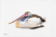 14th Apr 2022 - A wondrous bird is the pelican