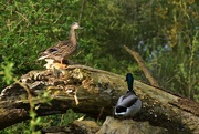 14th Apr 2022 - Mr and Mrs Duck